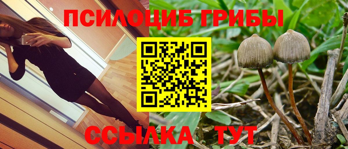 Россия  Псилоцибиновые грибы Psilocybe  Вход с VPN 